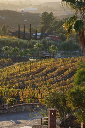 From Vows to Vino: Bachelorette Bliss in Valle de Guadalupe image 4