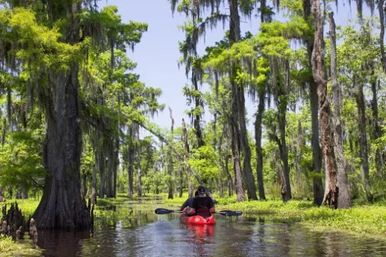New Orleans Whitney Plantation & Swamp Kayak Tour image 5