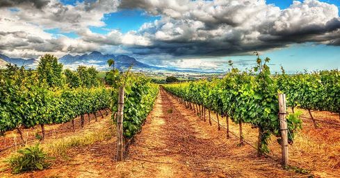 Choose from Several Unforgettable Vineyard Tours in Verde Valley image 3