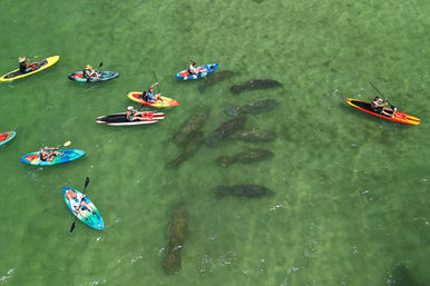 Manatees, Monkeys and Florida Natural Spring Tour at Silver Springs image 1