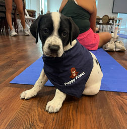 Puppy Power Yoga Party: Guided Yoga, Mimosas & Play Time with Rescue Puppies image 10