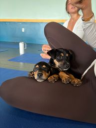 Puppy Power Yoga Party: Guided Yoga, Mimosas & Play Time with Rescue Puppies image 7