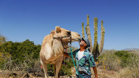 Magical Todos Santos, Camel Interaction & Mexican Buffet Lunch image 25