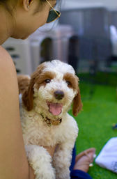 Puppy Yoga Experience at Your Vacation Rental image 6