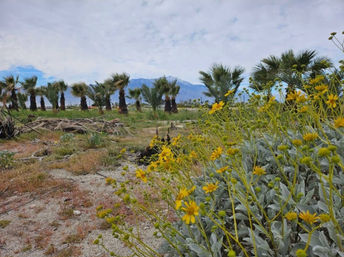 Private Hot Spring Bungalow on a Date Farm image 15