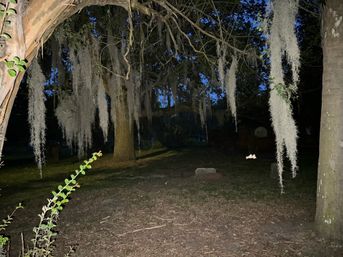 'Till Death Do Us Part: Savannah's Haunted Pub Crawl of Love and Death image 19