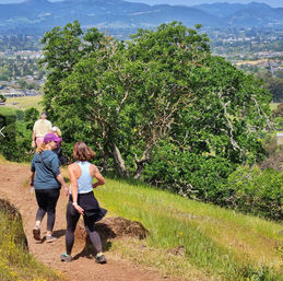 Napa Native Tours: Redwood Hike + Wine image 6
