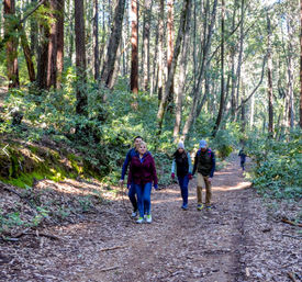 Napa Native Tours: Redwood Hike + Wine image 13