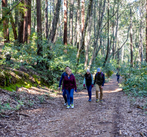 Napa Native Tours: Redwood Hike + Wine image 13