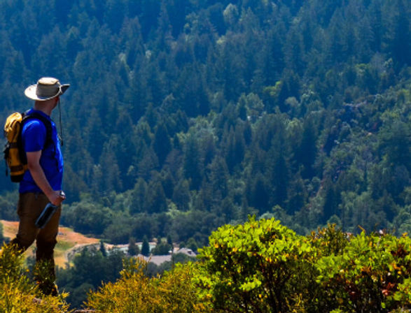 Napa Native Tours: Redwood Hike + Wine image 5