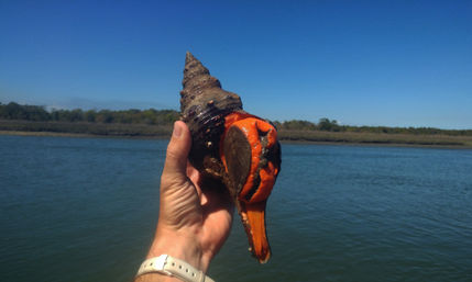 Guided Kayak & Paddleboard Tour to a Private Island image 9