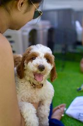 Puppy Yoga Experience at Your Vacation Rental image 6