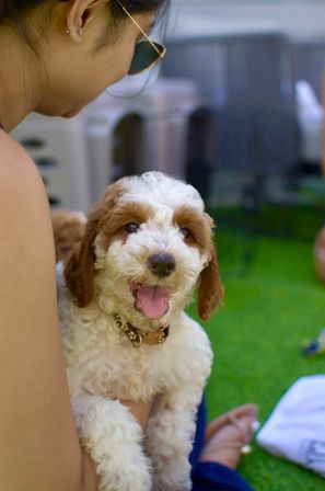 Mobile Puppy Yoga Experience at Location of Your Choice image 6