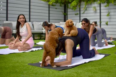 Puppy Yoga Experience at Your Vacation Rental image 3