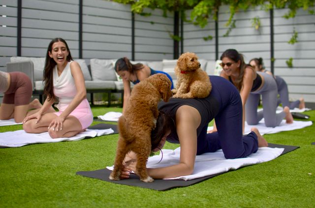 Mobile Puppy Yoga Experience at Location of Your Choice image 3