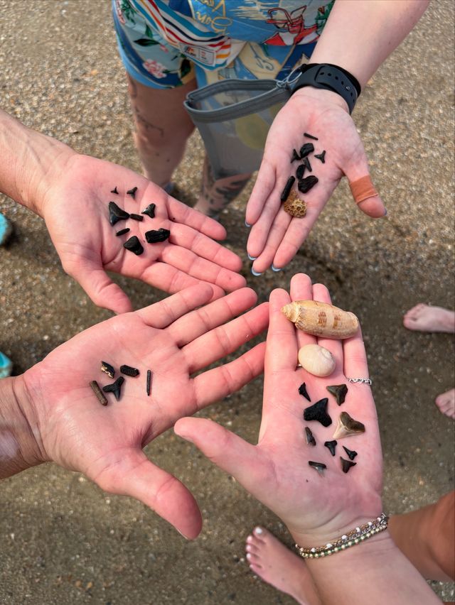 Fins, Finds & Forever: Fossil & Shark Tooth Hunting Bachelorette Bash image 4