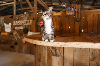 VIP Dine & Dip Experience at Charming Farmhouse: Custom Menus with Private Mixologist and Insta-Worthy Photo-Ops image 12