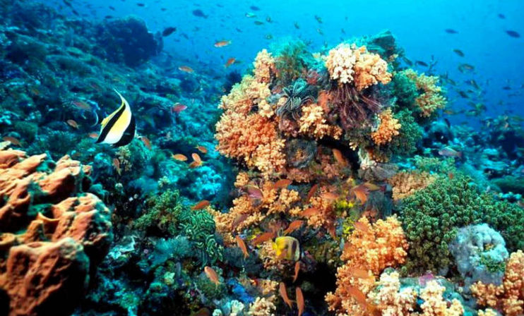 Sub See Explorer Underwater Adventure image 4