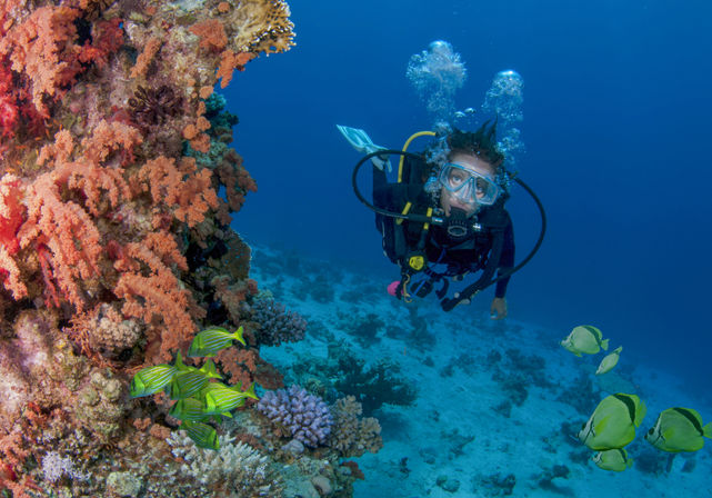 Learn to Scuba Dive with PADI-Certified Instructors (Up to 6 People) image 4