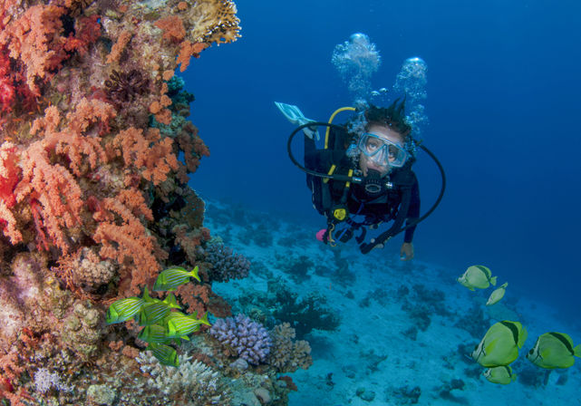 Learn to Scuba Dive with PADI-Certified Instructors (Up to 6 People) image 4