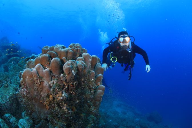 Learn to Scuba Dive with PADI-Certified Instructors (Up to 6 People) image 12