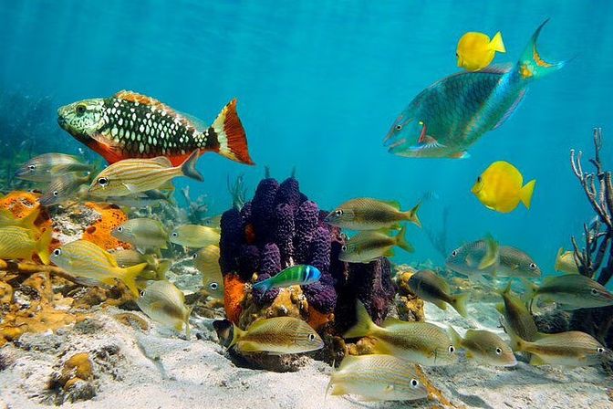 Private Party Boat with Snorkeling, Lunch, Unlimited Drinks & Sand-Bar image 18