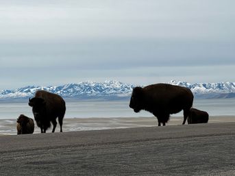 Private Wildlife & Scenic Tour to Antelope Island image