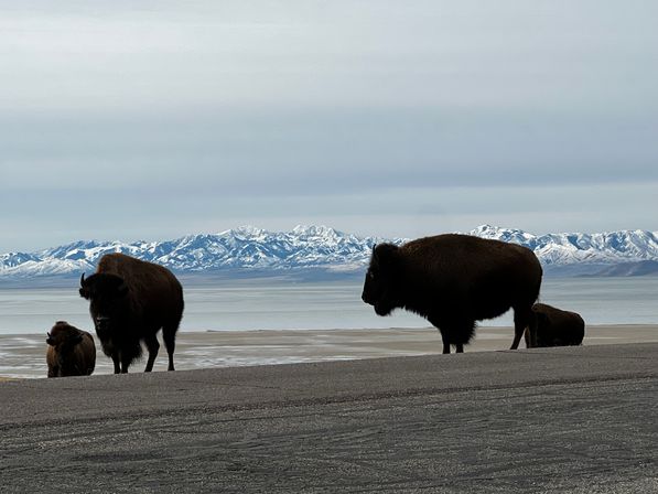 Private Wildlife & Scenic Tour to Antelope Island image 1