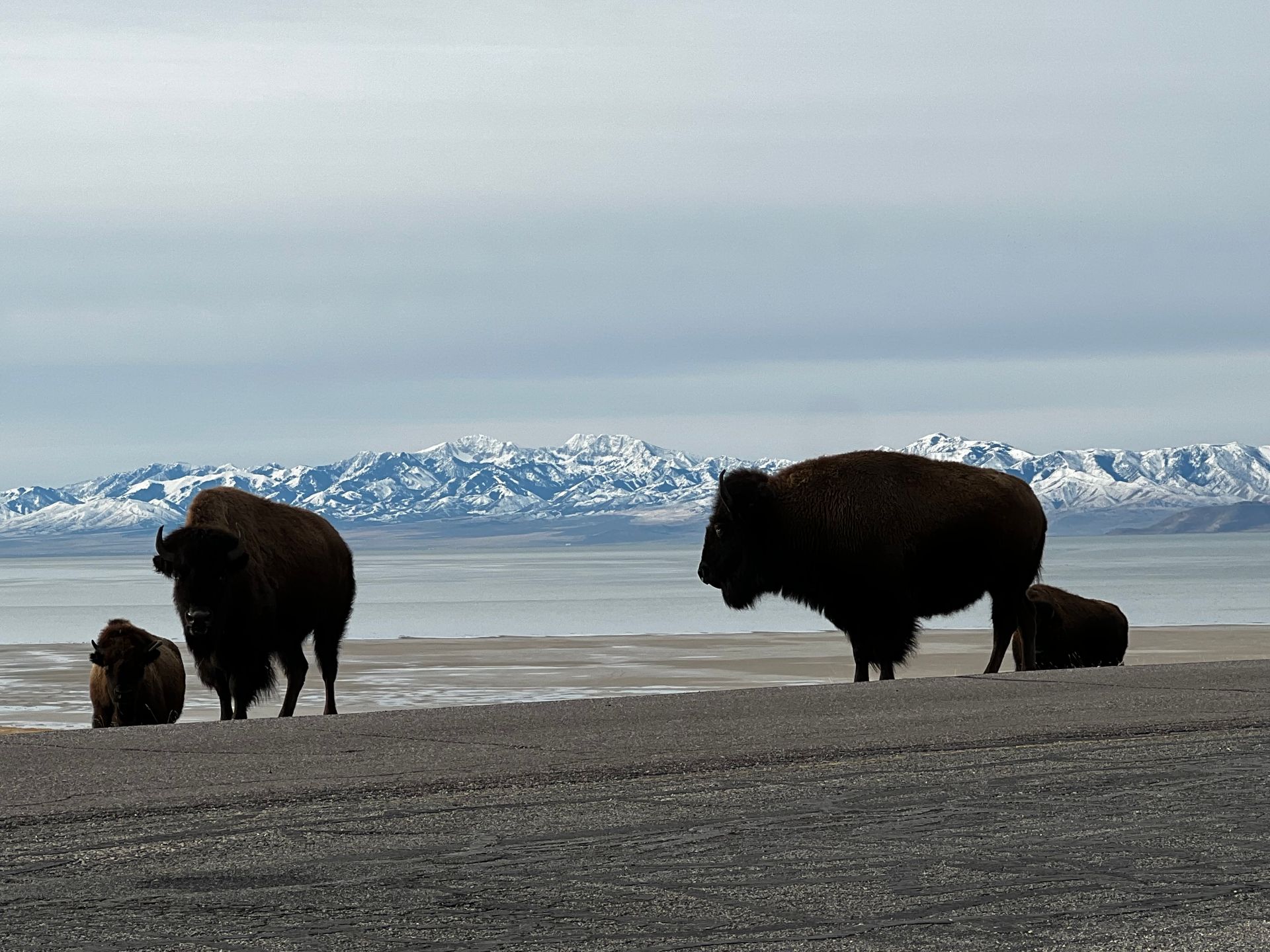 Private Wildlife & Scenic Tour to Antelope Island image 1