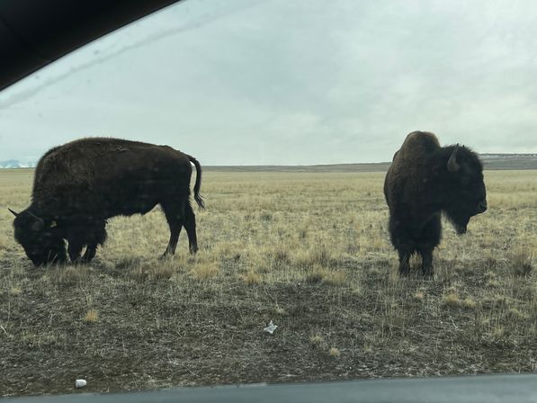 Private Wildlife & Scenic Tour to Antelope Island image 6