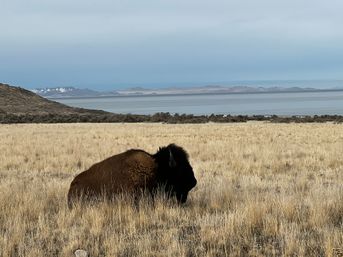 Private Wildlife & Scenic Tour to Antelope Island image 3