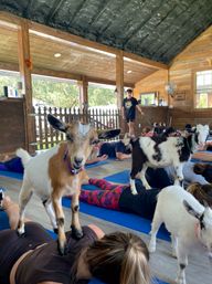 Goat Yoga Class at Alaska Farms with Adorable Mini Goats, Mats Provided, and Endless Photo Ops image 6