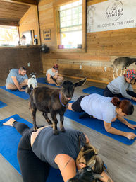 Goat Yoga Class at Alaska Farms with Adorable Mini Goats, Mats Provided, and Endless Photo Ops image 16