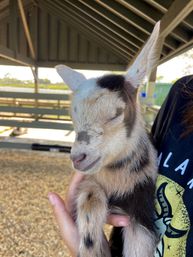 Goat Yoga Class at Alaska Farms with Adorable Mini Goats, Mats Provided, and Endless Photo Ops image 10