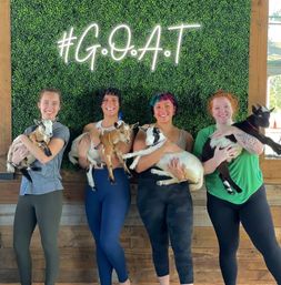 Goat Yoga Class at Alaska Farms with Adorable Mini Goats, Mats Provided, and Endless Photo Ops image 15