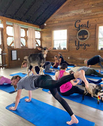Goat Yoga Class at Alaska Farms with Adorable Mini Goats, Mats Provided, and Endless Photo Ops image 17