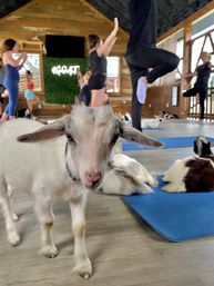 Goat Yoga Class at Alaska Farms with Adorable Mini Goats, Mats Provided, and Endless Photo Ops image 3