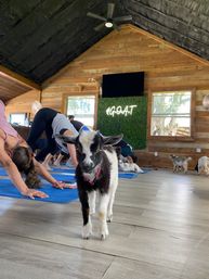 Goat Yoga Class at Alaska Farms with Adorable Mini Goats, Mats Provided, and Endless Photo Ops image 8