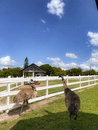 Goat Yoga Class at Alaska Farms with Adorable Mini Goats, Mats Provided, and Endless Photo Ops image 19