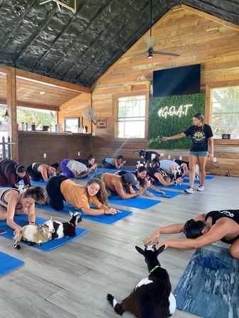 Goat Yoga Class at Alaska Farms with Adorable Mini Goats, Mats Provided, and Endless Photo Ops image 11