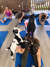 Goat Yoga Class at Alaska Farms with Adorable Mini Goats, Mats Provided, and Endless Photo Ops image 7