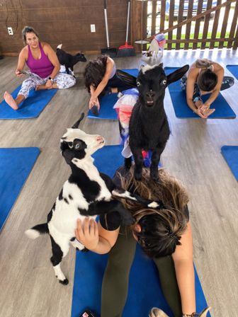 Goat Yoga Class at Alaska Farms with Adorable Mini Goats, Mats Provided, and Endless Photo Ops image 7