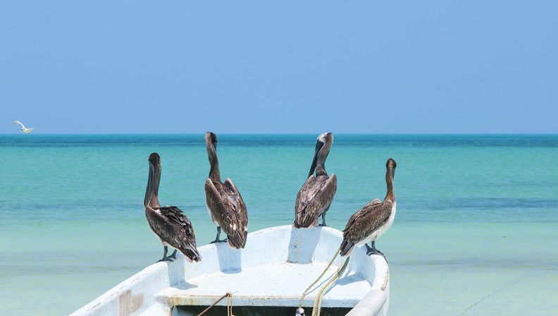 Best of Holbox Island Full Day Trip: Beaches, Nature & Wildlife image 3
