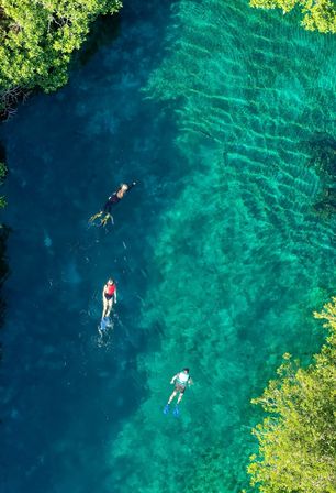 Aerial view of three snorkelers with colorful fins gliding over clear turquoise tropical lagoon water framed by green mangroves
