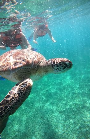 Close-up of a green sea turtle gliding in clear turquoise tropical water with snorkelers in orange life jackets above and reef below.
