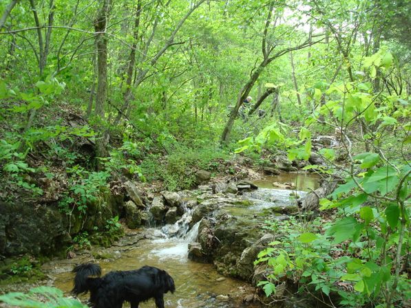 Horseback Riding Tour in the Ozark Hills on Local 120-Acre Family Farm image 5