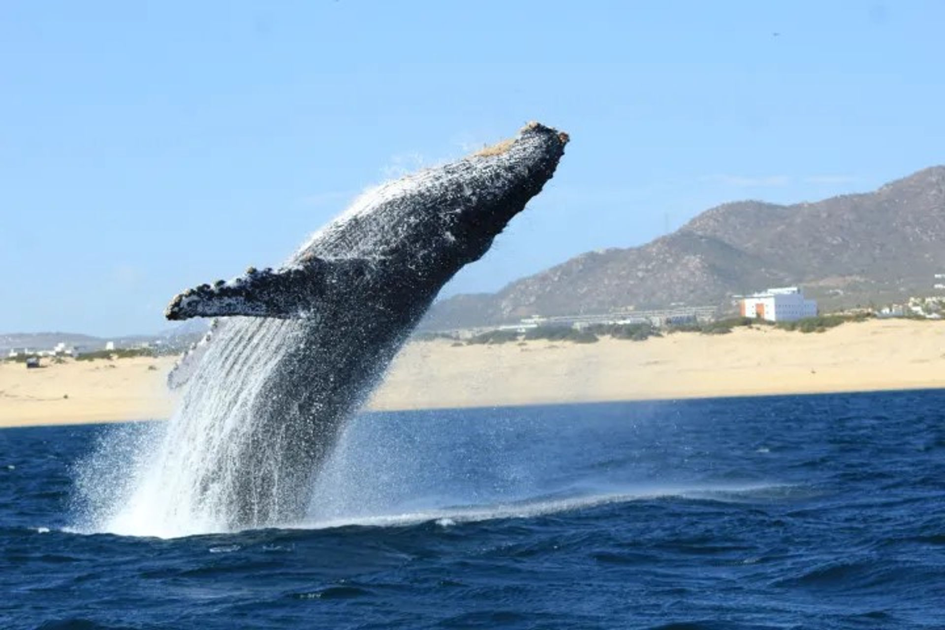 Whale Watching Experience with Enva Tours image 1