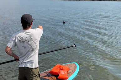 Dolphin and Manatee Adventure Tour by Paddleboard (Cocoa Beach/Merritt Island) image 6