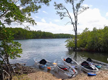 Natural Beauty Insta-Worthy Clear Kayak Tour Through the Mangroves image 3