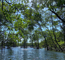 Natural Beauty Insta-Worthy Clear Kayak Tour Through the Mangroves image 8